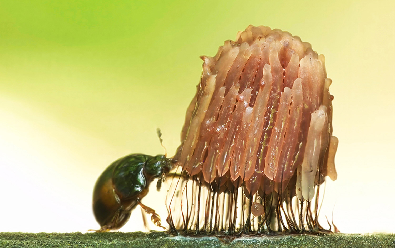 fotophonie 083 - Makrofotografie mit Frank Rückert | fotophonie