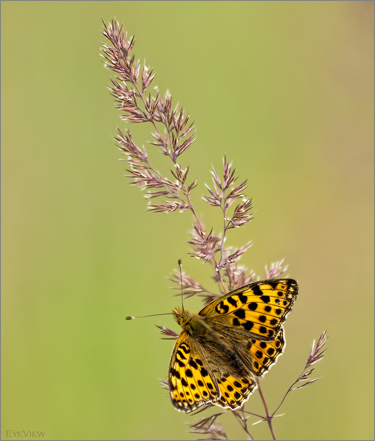fotophonie 083 - Makrofotografie mit Frank Rückert | fotophonie