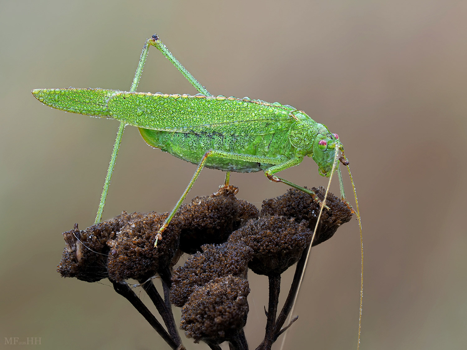 Makrofotografie mit Frank Rückert | fotophonie